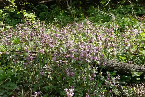 Photo of Lamium maculatum - Lamium maculatum:noiveglia