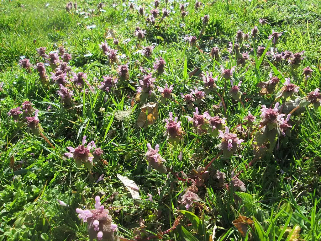 Фото Lamium purpureum (Lamium purpureums)