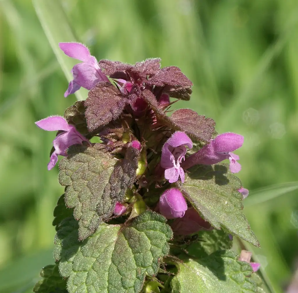 Фото Lamium purpureum (Lamium purpureums)