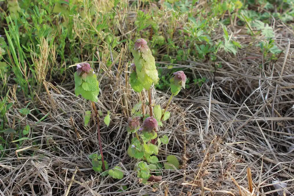 Фото Lamium purpureum - Environment:Kira Sims