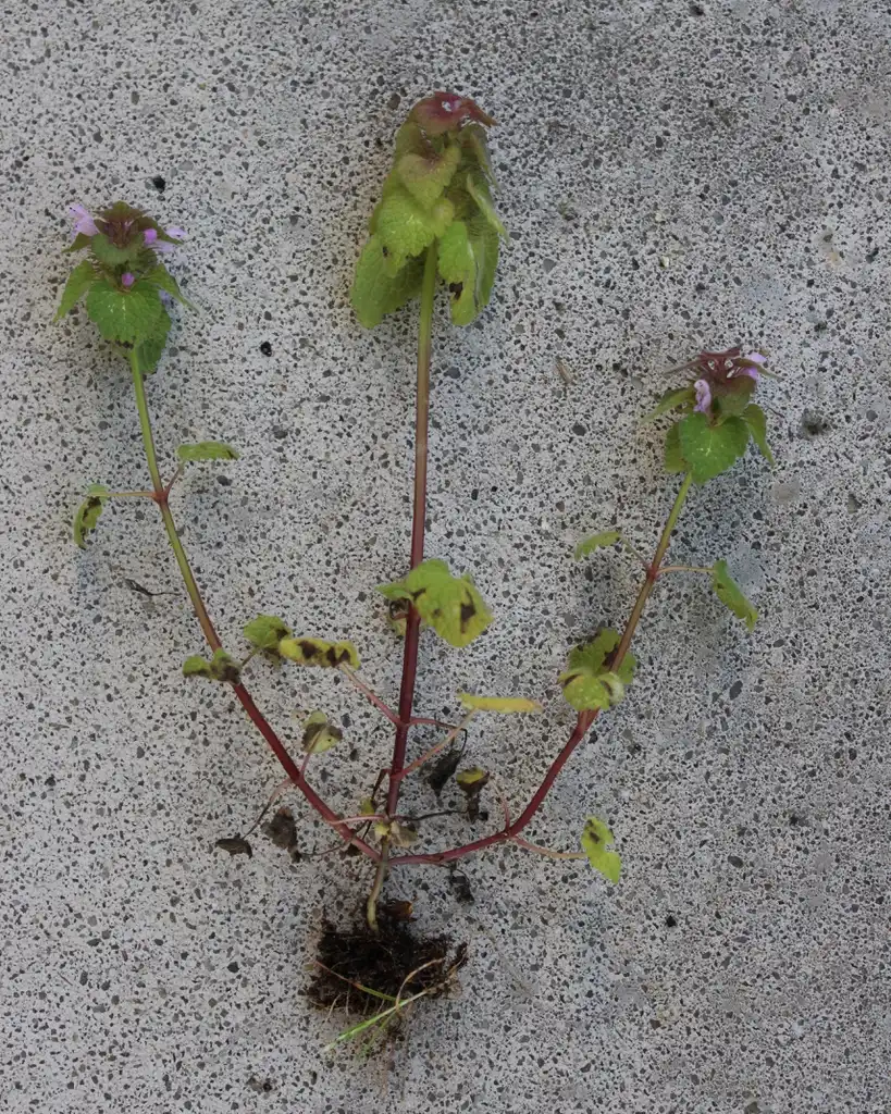 Фото Lamium purpureum - Plant:Kira Sims