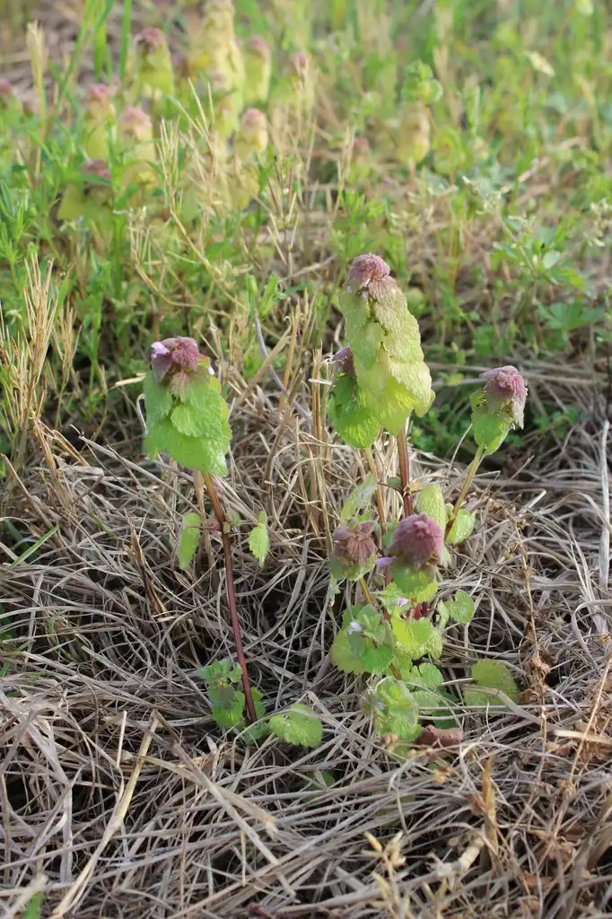 Фото Lamium purpureum - Plant:Kira Sims