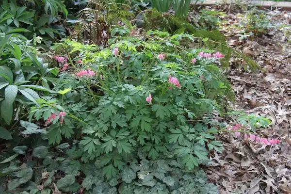 Photo of Lamprocapnos spectabilis (Lamprocapnos spectabiliss)