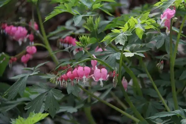 Photo of Lamprocapnos spectabilis (Lamprocapnos spectabiliss)