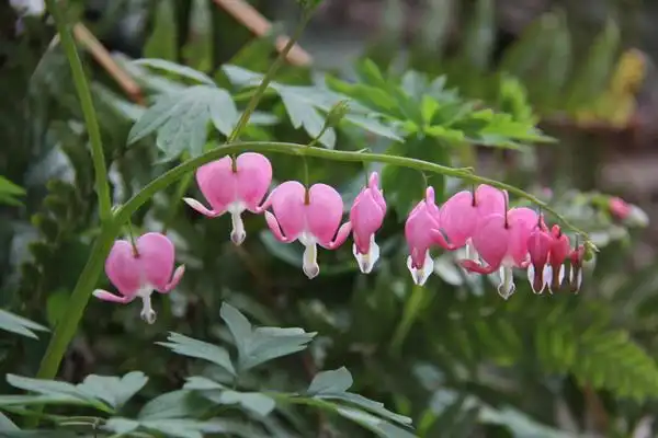 Photo of Lamprocapnos spectabilis - :Lucy Bradley