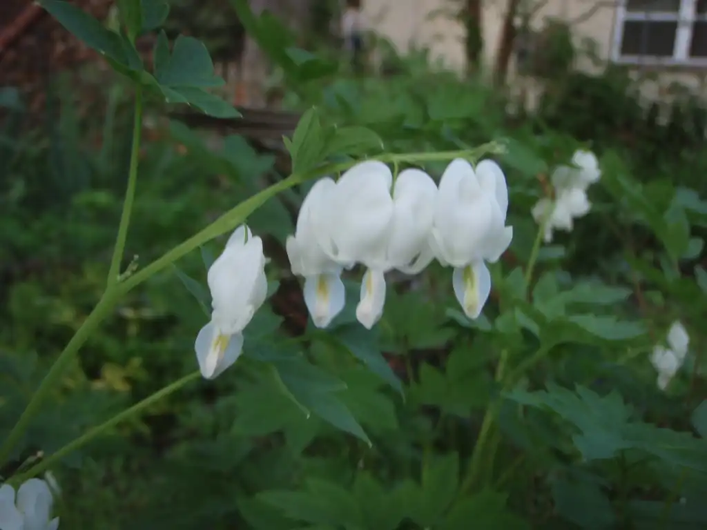Photo of Lamprocapnos spectabilis - 'Alba' Flower:Jim Robbins