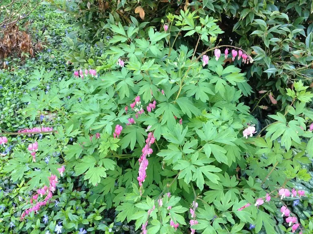 Photo of Lamprocapnos spectabilis - Flower Form:Jim Robbins