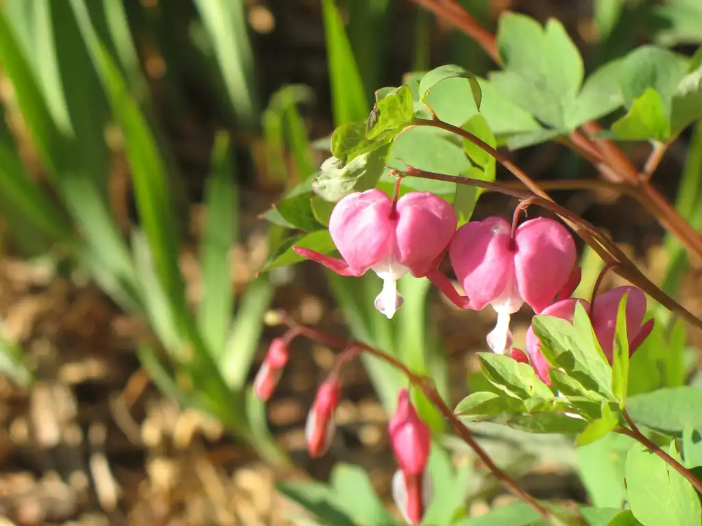 Photo of Lamprocapnos spectabilis - flower, Great Smoky Mts National Park:Stacy Hodes