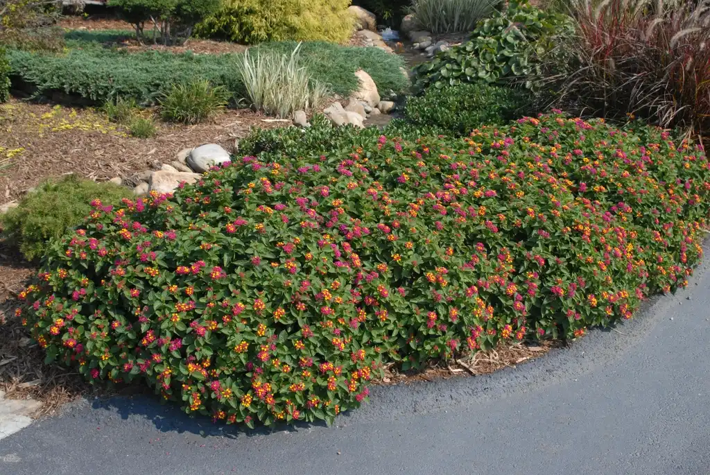 Photo of Lantana camara Bandito™ (Lantana camara Bandito™s)