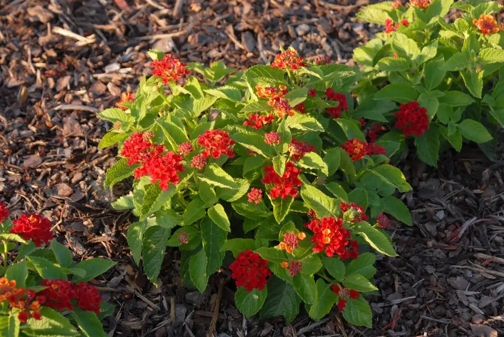 Photo of Lantana camara Bandito™ (Lantana camara Bandito™s)