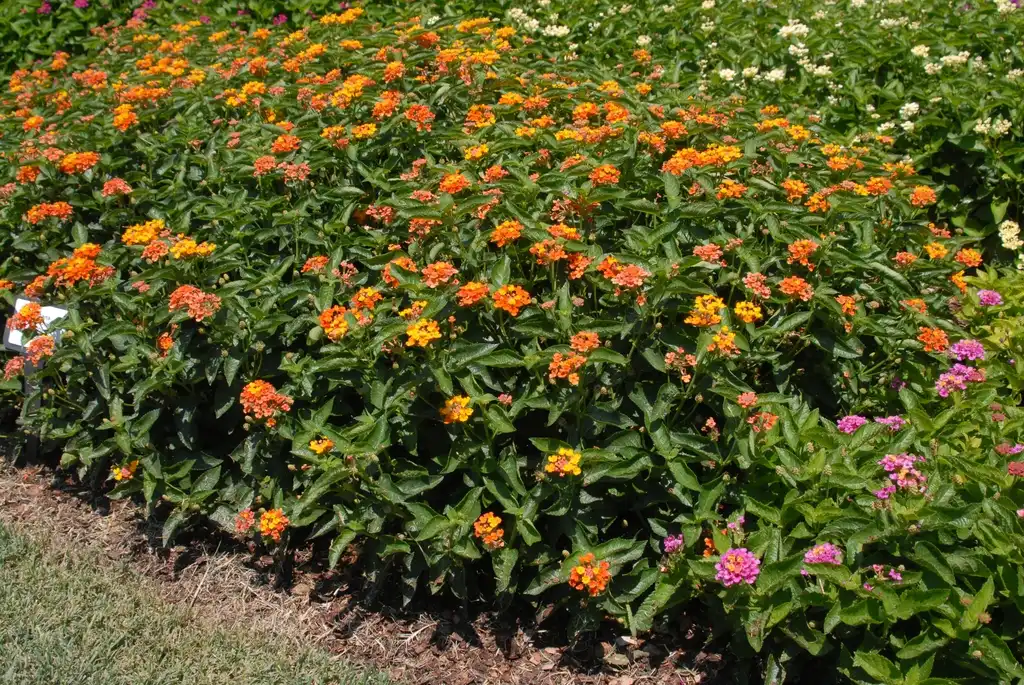 Photo of Lantana camara Bandito™ - 'Orange Sunrise' Flower Form:Jim Robbins