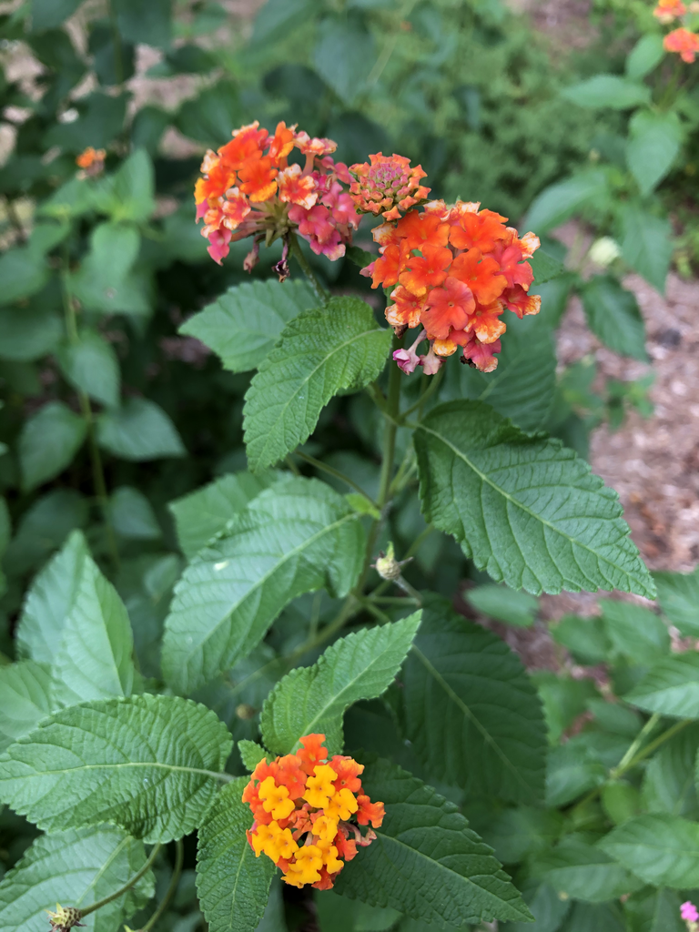 Photo of Lantana camara 'Miss Huff' (Lantana camara 'Miss Huff's)
