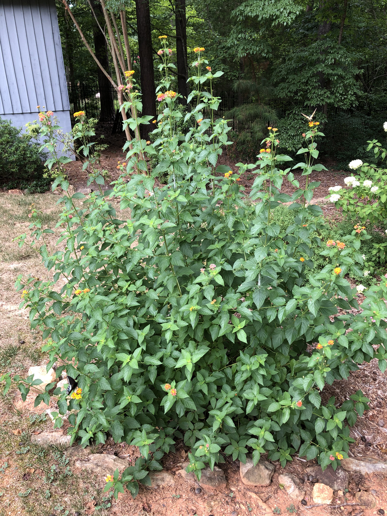 Photo of Lantana camara 'Miss Huff' - Form (Durham County,NC)-Mid Summer:Andrea Laine