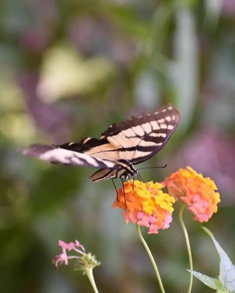 Photo of Lantana camara 'Miss Huff' - Pollinator and flower (Wake County, NC)-EarlyFall:Cathy Dewitt
