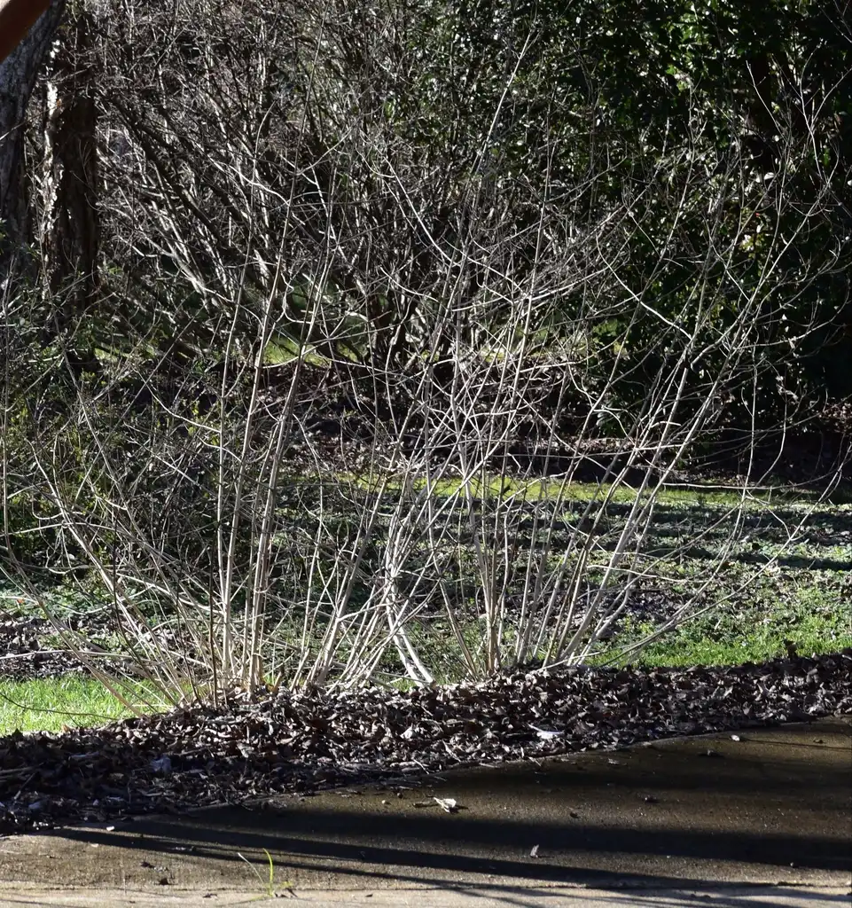 Photo of Lantana camara 'Miss Huff' - Form (Wake County,NC)-Mid Winter:Cathy Dewitt