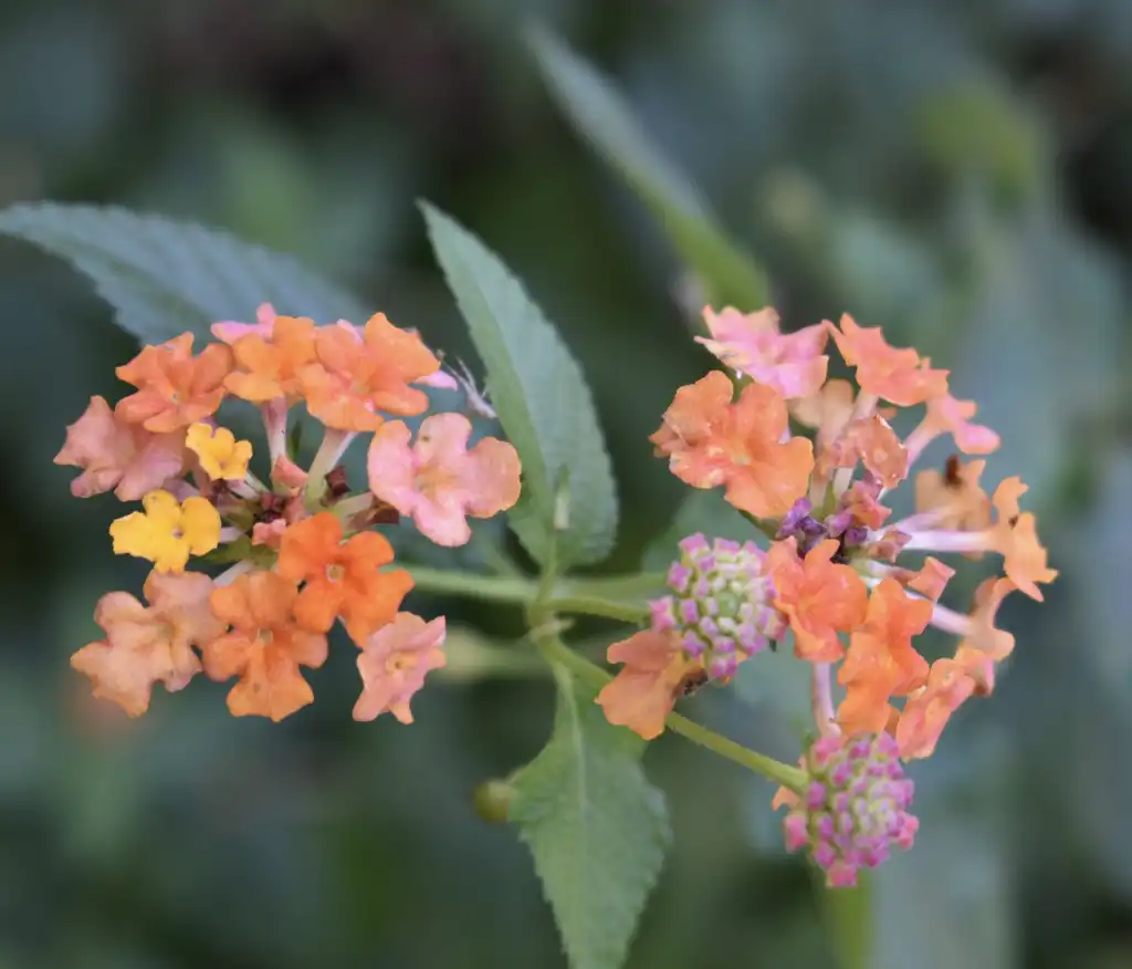 Photo of Lantana camara 'Miss Huff' - Flower and Leaves (Wake County, NC):Cathy Dewitt