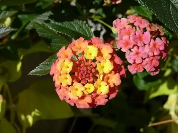 Фото Lantana camara (Lantana camaras)
