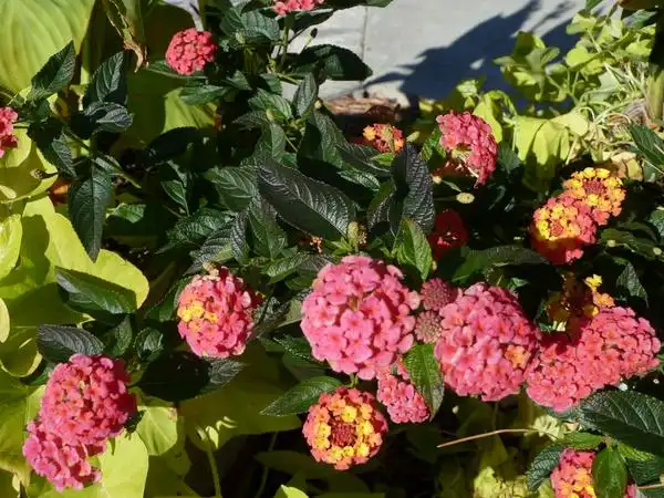 Фото Lantana camara (Lantana camaras)