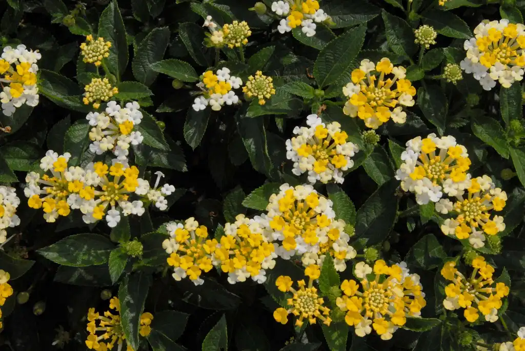 Фото Lantana camara - 'Bandana Lemon Zest' Flower and Leaves:Jim Robbins