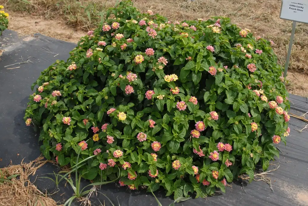 Фото Lantana camara - 'Little Lucky Peach Glow' Flower Form:Jim Robbins