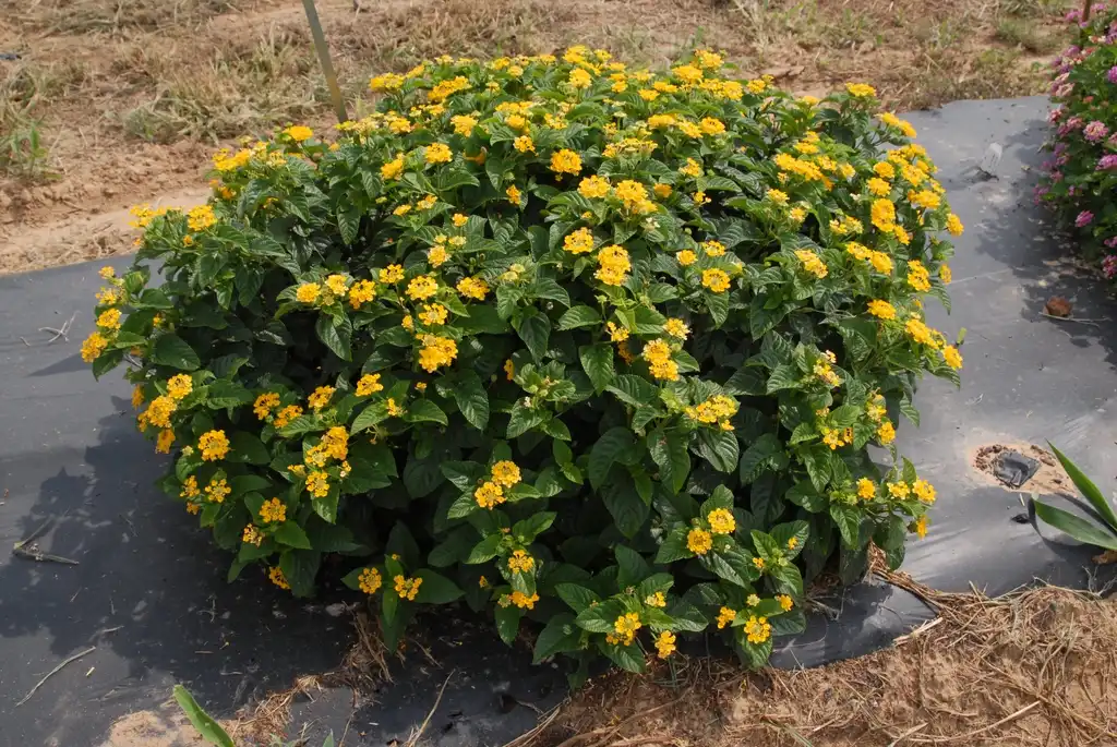 Фото Lantana camara - 'Little Lucky Pot of Gold' Flower Form:Jim Robbins