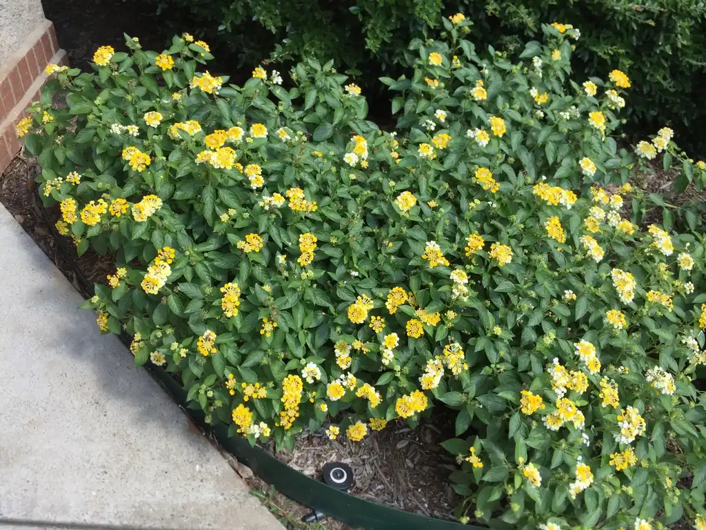 Фото Lantana camara - 'Bandara Lemon Zest' form, foliage and flowers:Jim Robbins