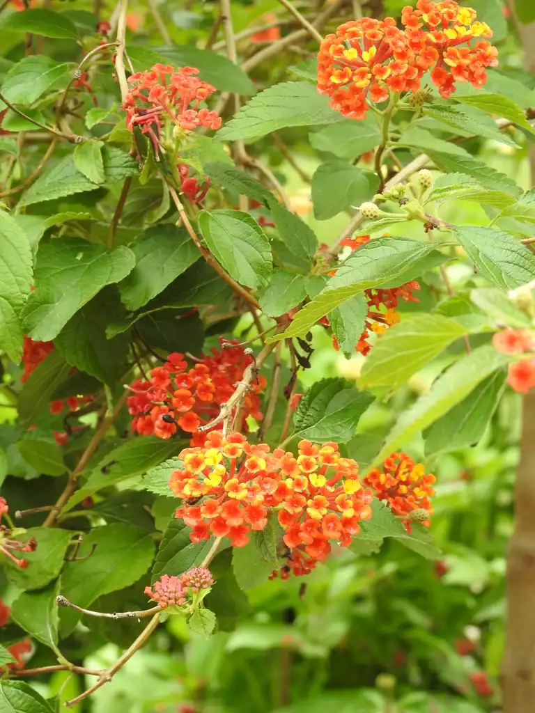 Фото Lantana camara - Lantana camara 'Radiation':Kathleen Moore