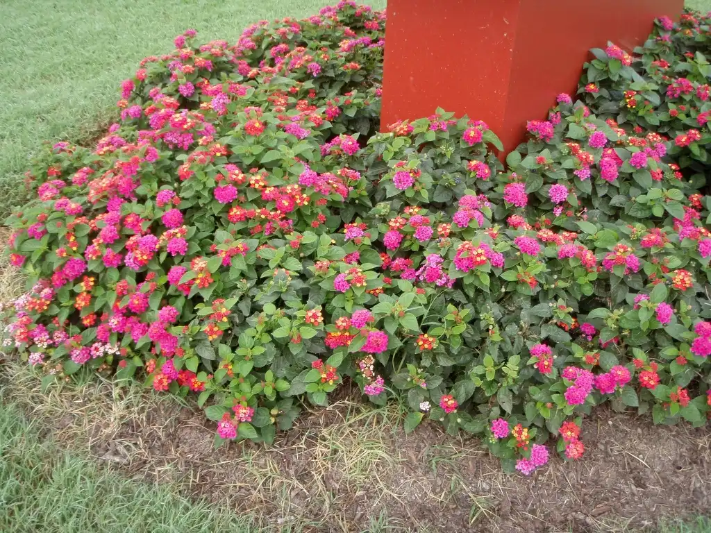 Фото Lantana camara - Flower Form:Jim Robbins