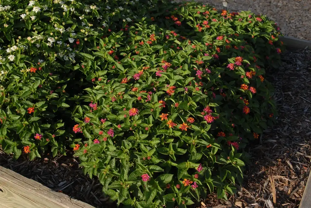 Фото Lantana camara - 'Anne Marie' Flower Form:Jim Robbins