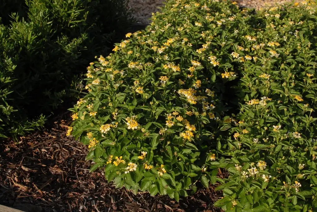 Фото Lantana camara - 'Bandana Lemon Zest' Flower Form:Jim Robbins