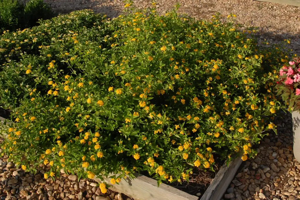 Фото Lantana camara - 'Bandana Trailing Gold' Flower Form:Jim Robbins