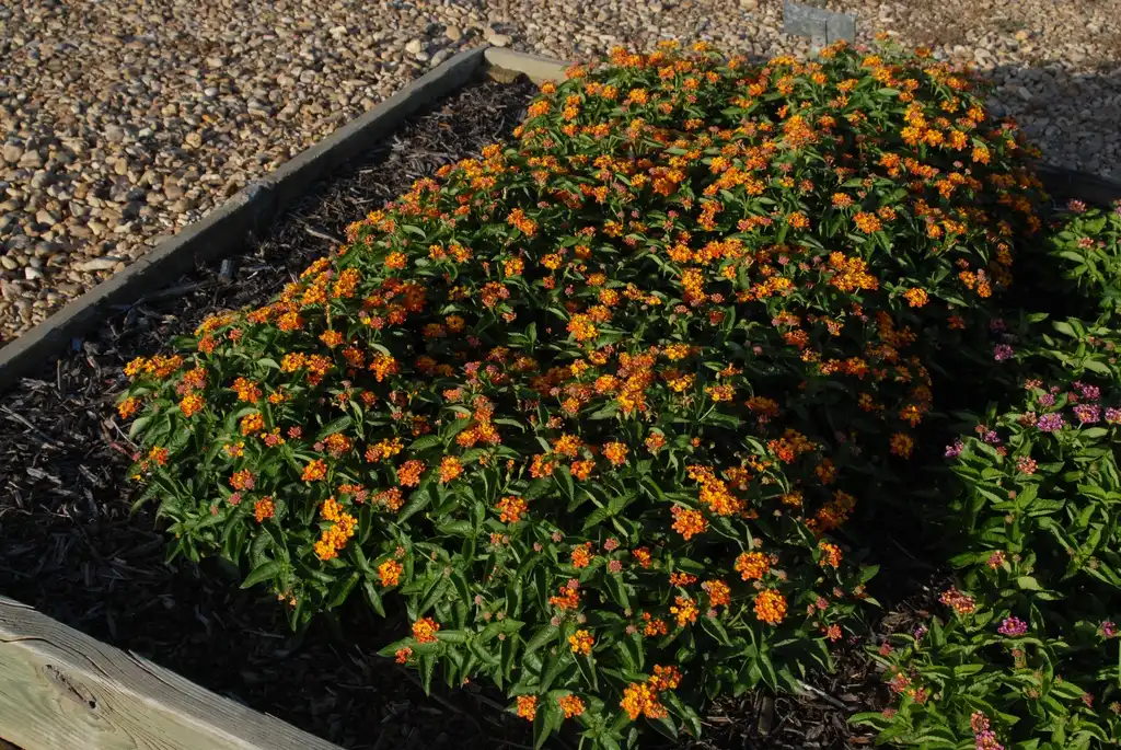 Фото Lantana camara - 'Bandito Orange Sunrise' Flower Form:Jim Robbins