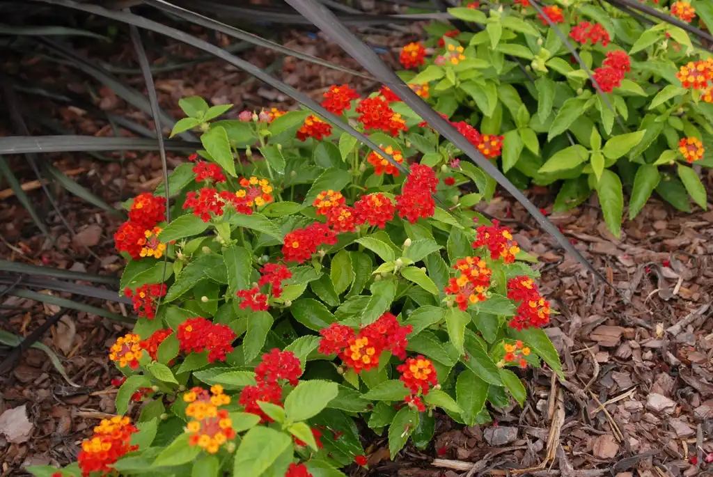 Фото Lantana camara - 'Little Lucky Red' Flower Form:Jim Robbins