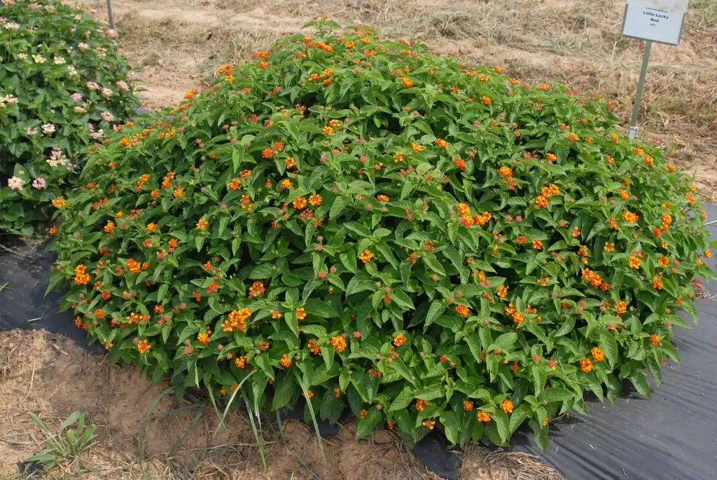 Фото Lantana camara - 'Little Lucky Red' Growth Habit:Jim Robbins