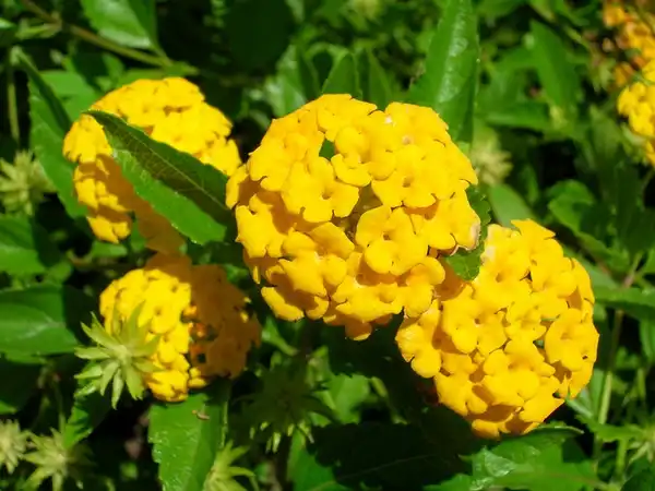 Фото Lantana montevidensis (Lantana montevidensiss)