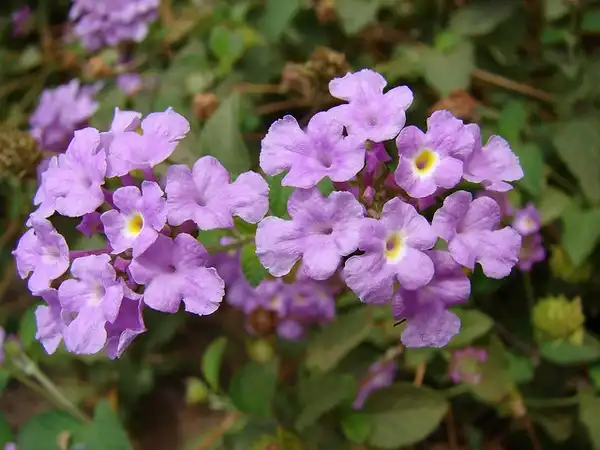 Фото Lantana montevidensis (Lantana montevidensiss)