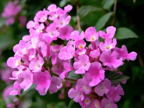 Фото Lantana montevidensis - Lantana montevidensis:Forest and Kim Starr