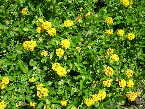 Фото Lantana montevidensis - Lantana montevidensis:Forest and Kim Starr