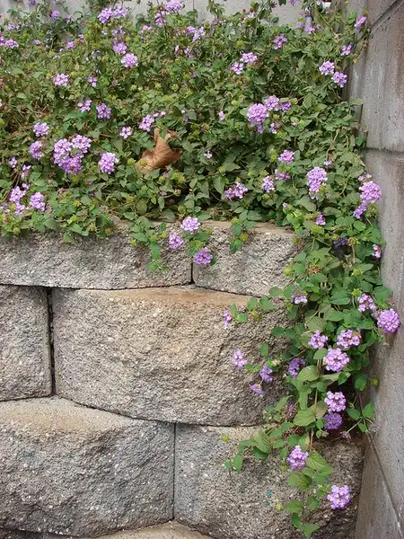 Фото Lantana montevidensis - Lantana montevidensis:Forest and Kim Starr