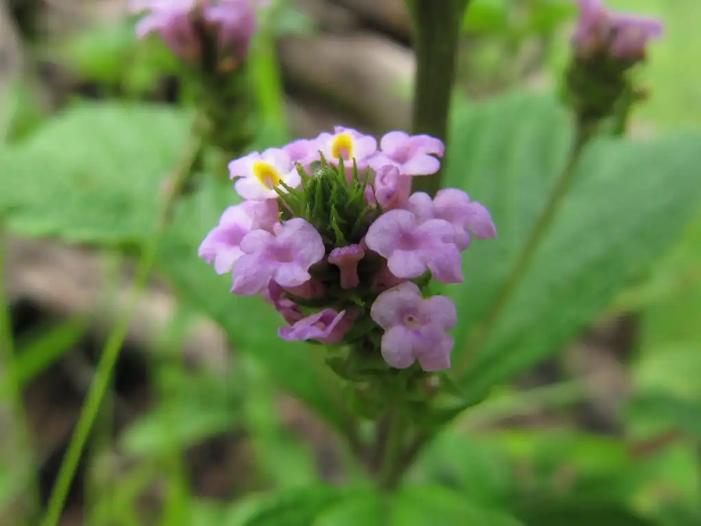 Photo of Lantana trifolia (Lantana trifolias)