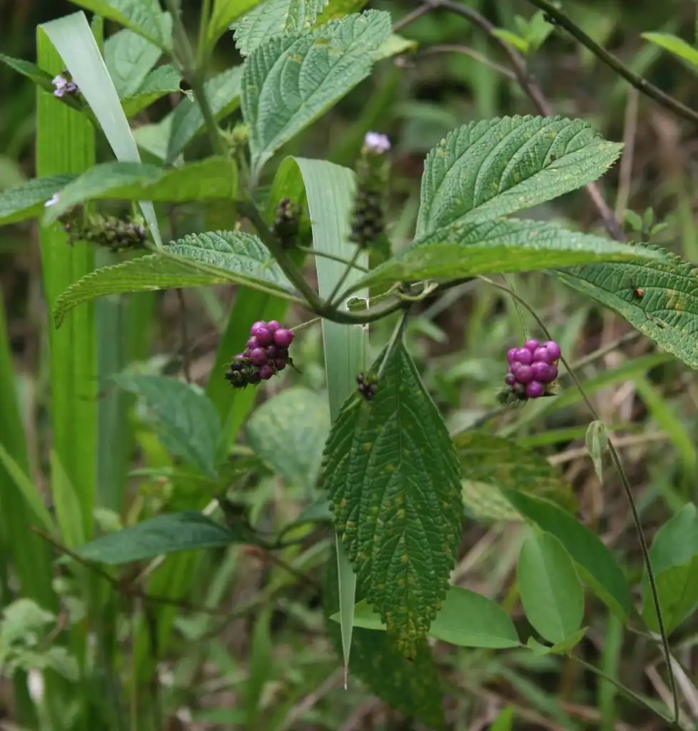 Photo of Lantana trifolia (Lantana trifolias)