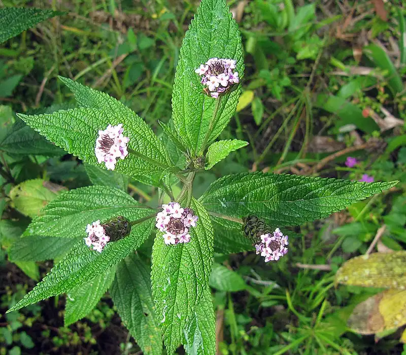 Photo of Lantana trifolia - Leaves and flowers:Dick Culbert