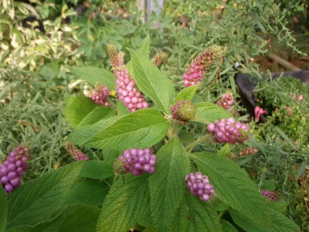 Photo of Lantana trifolia - 'Lavender Popcorn' Fruit and Leaf:Jim Robbins