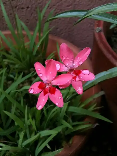 Фото Lapeirousia (Lapeirousias)