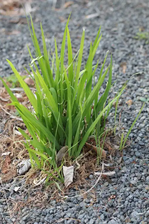 Фото Lapeirousia (Lapeirousias)