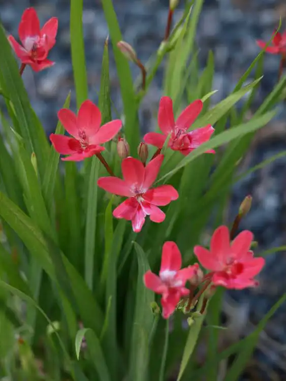 Фото Lapeirousia - Each plant can have many flowers blooming at once: