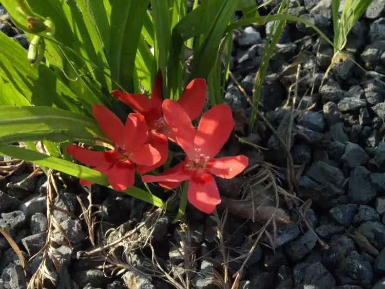 Фото Lapeirousia - The flowers can sometimes bloom low to the ground:
