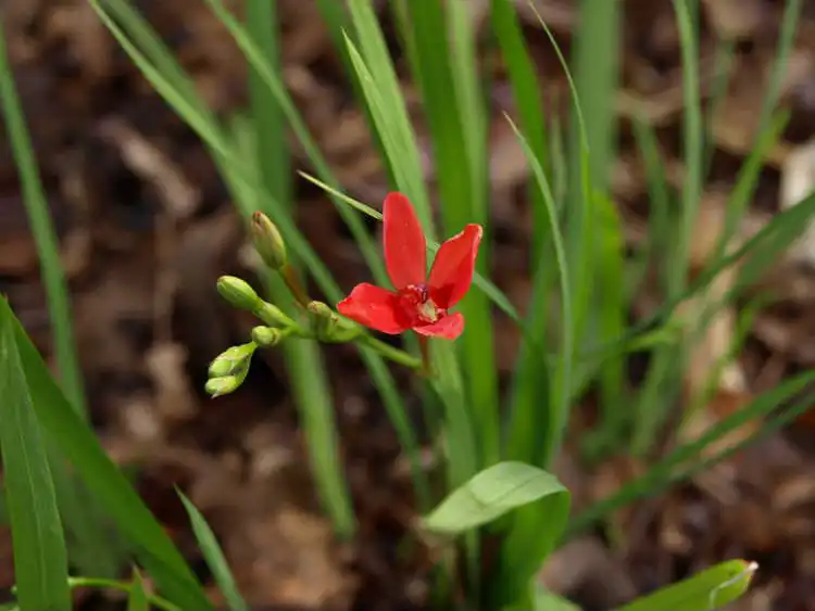 Фото Lapeirousia - Each stalk holds multiple flower buds: