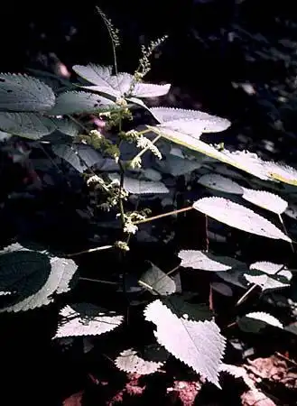 Photo of Laportea canadensis (Laportea canadensiss)