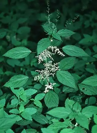 Photo of Laportea canadensis (Laportea canadensiss)